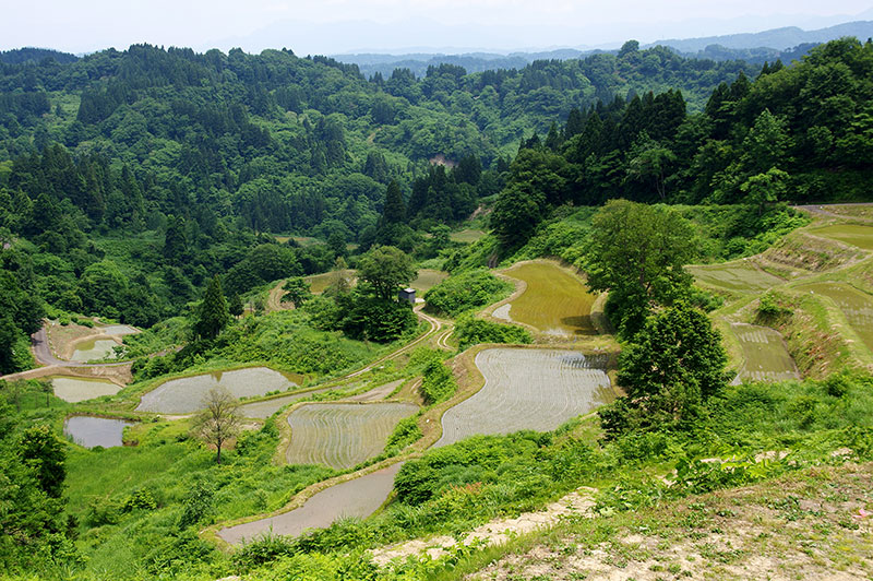 蒲生の棚田