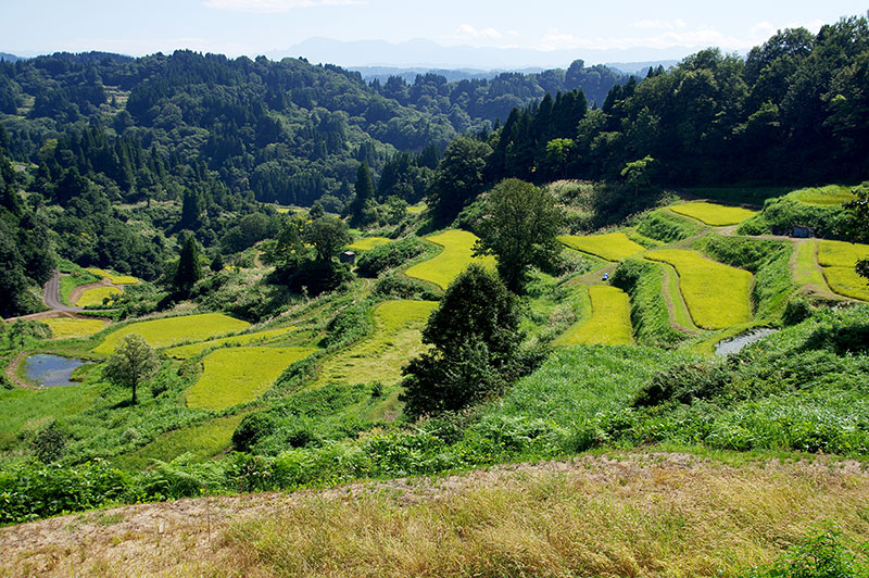 蒲生の棚田