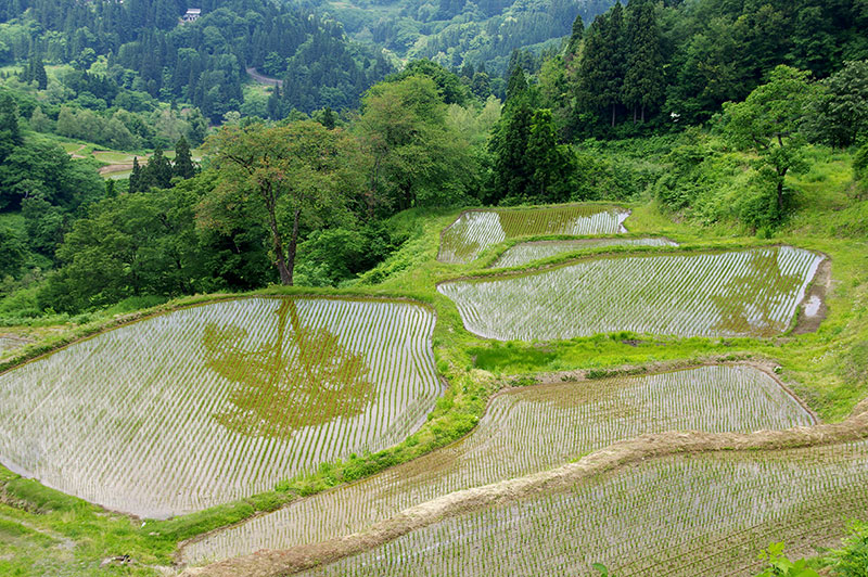 儀明の棚田
