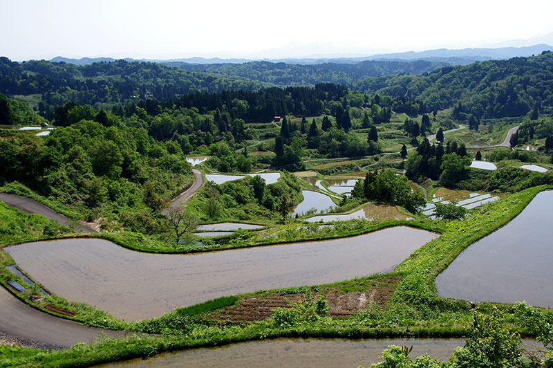 星峠の棚田