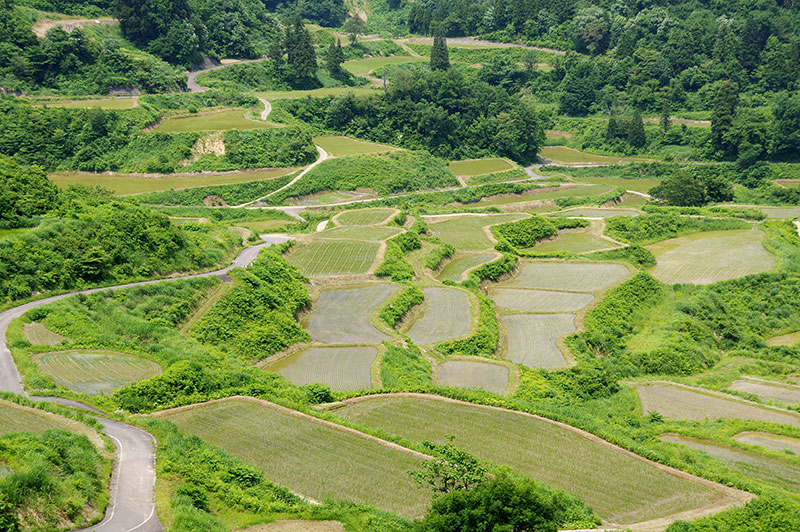 星峠の棚田