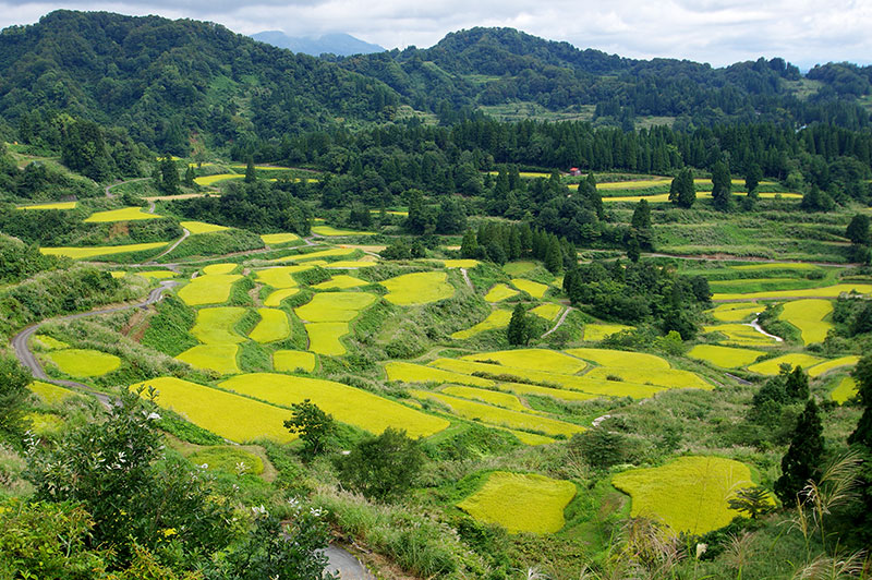 星峠の棚田