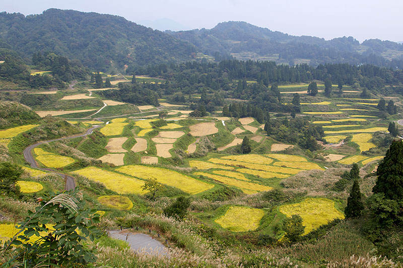 星峠の棚田
